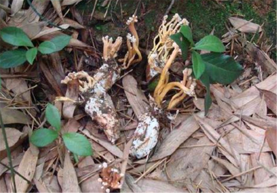 大山竹林里的珍宝,一半蝉一半花,曾是乾隆最爱,如今300元一斤