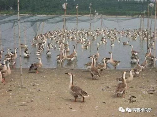 鹅苗出问题,鹅苗不好养活