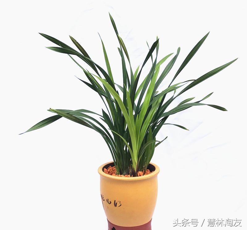 玉米面根除蚂蚁是真的吗,玉米面为啥能消灭蚂蚁