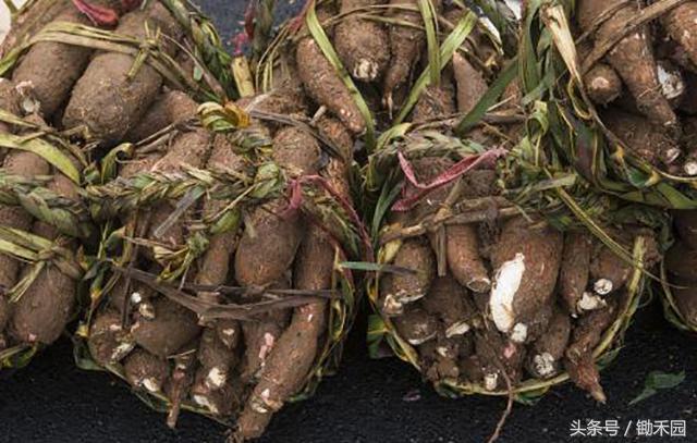 这种8月份最“稀罕”野味，外国人不吃，国内却找代购还不一定有