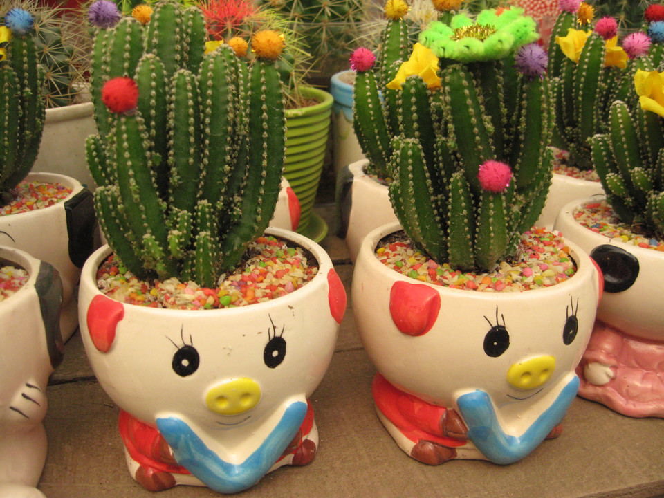 绿色植物如何更好的装点家居,室内装修绿化植物