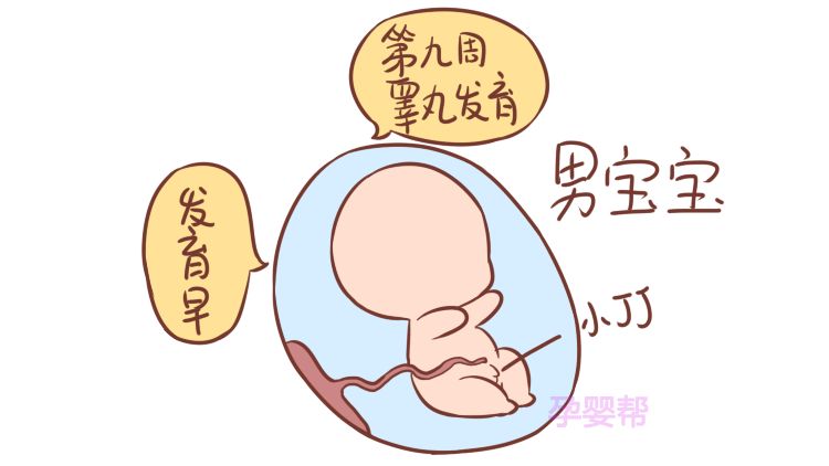 原来胎儿是男是女，在这时就已经确定了！