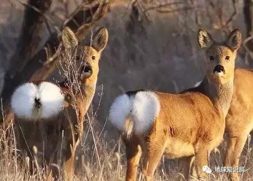 中国的北极领土,中国的北极政策