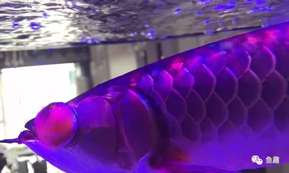 龙鱼眼睛撞破了怎么办,龙鱼吓到了要多久恢复