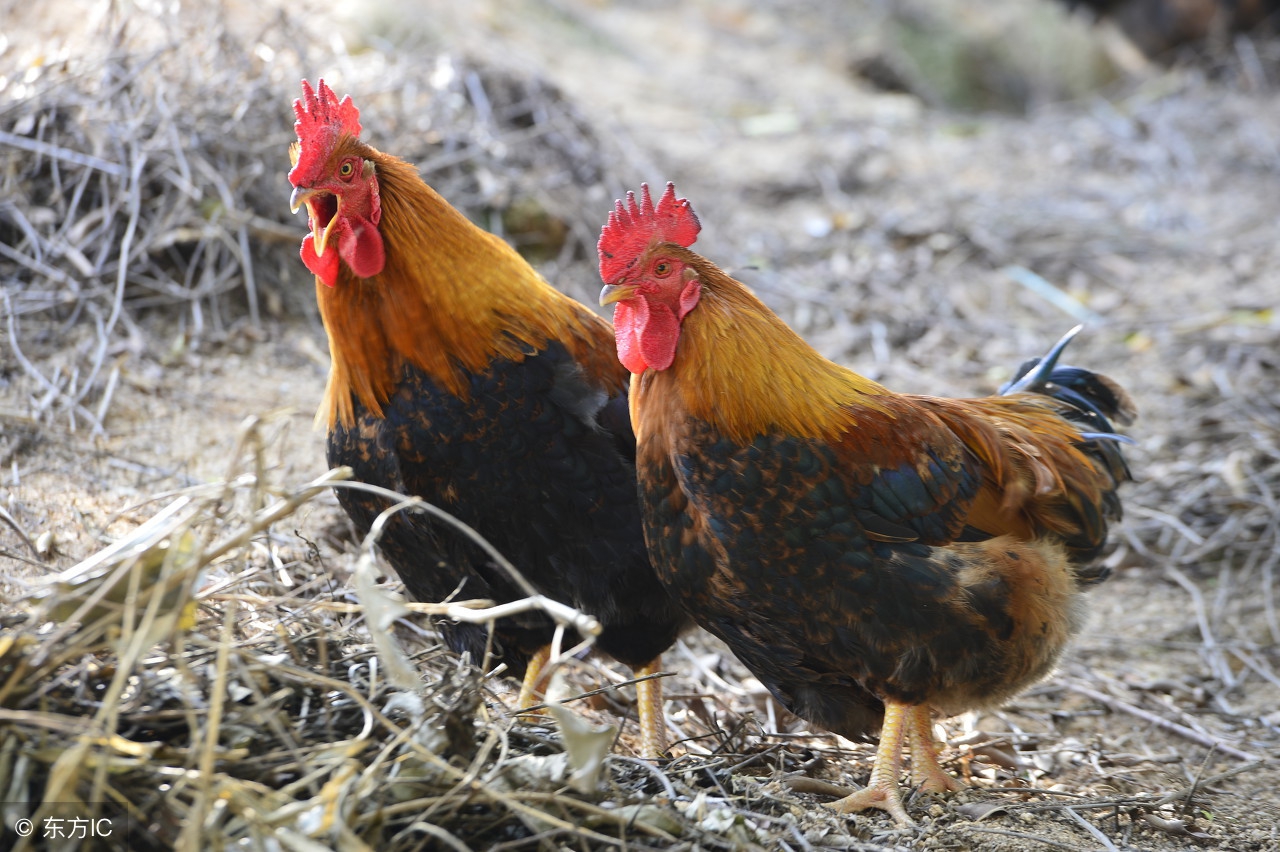 十二属相婚配表,十二属相婚配表鸡和狗