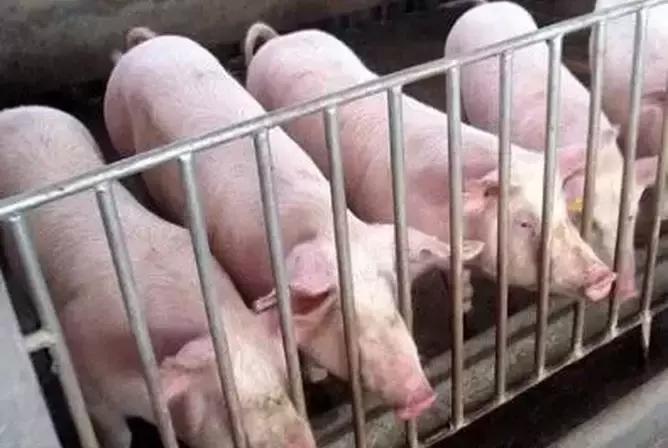 海关不准从国外邮寄的东西,中国海关禁止美籍华人回国吗