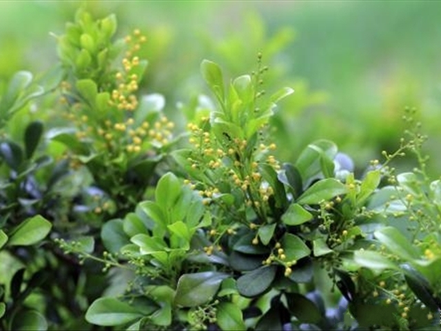 米兰花病虫害防治技巧和方法,如何把米兰花养好