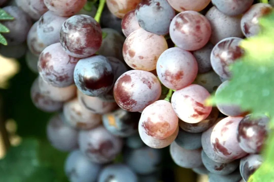 青岛旅游景点票价,青岛景点及票价