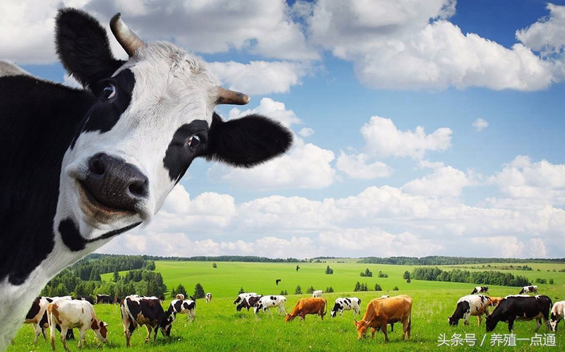 奶牛养殖现状及分析,奶牛饲养的6大要素