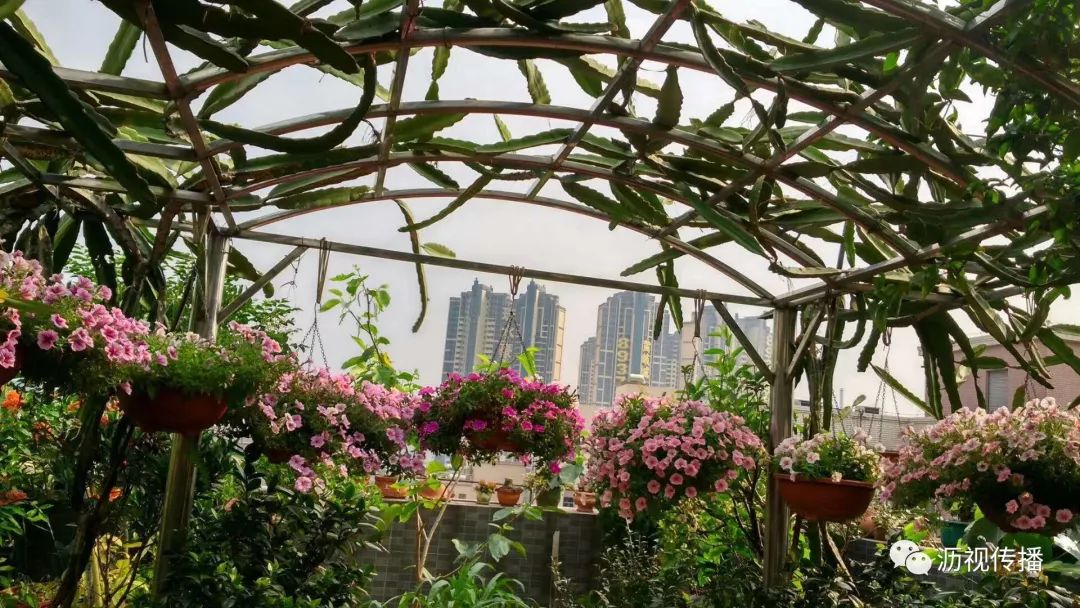 最美庭院评选,寻找最漂亮的花园小院