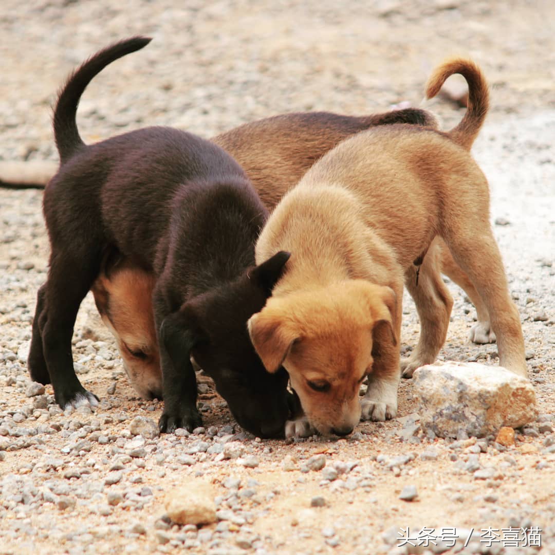 记忆中的狗狗不仅仅是童年的玩伴,记忆中的狗狗有哪些