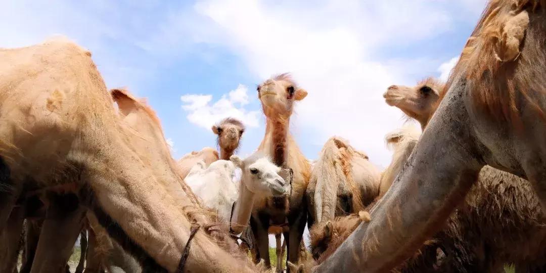 手机摄影大赛十佳作品,第九届世界手机摄影大赛获奖名单