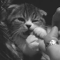 猫传腹441隔一天注射会影响药效吗,猫传腹除了用441还需要其他药吗