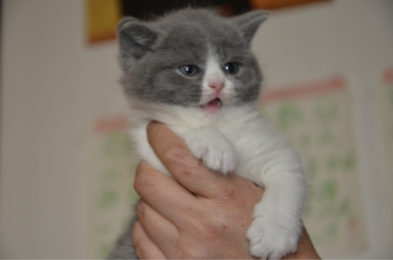 猫传腹441隔一天注射会影响药效吗,猫传腹除了用441还需要其他药吗