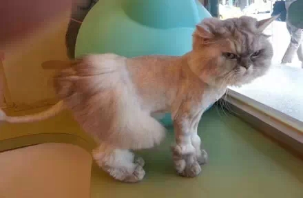 笑笑笑死我了,笑笑笑死人