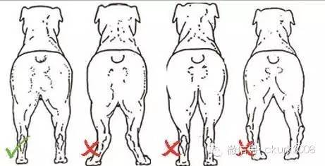 罗威纳FCI性格标准,纯种罗威纳犬的智商排名