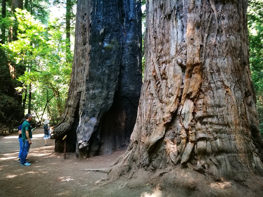 原始森林房车游记,红杉林房车自驾游