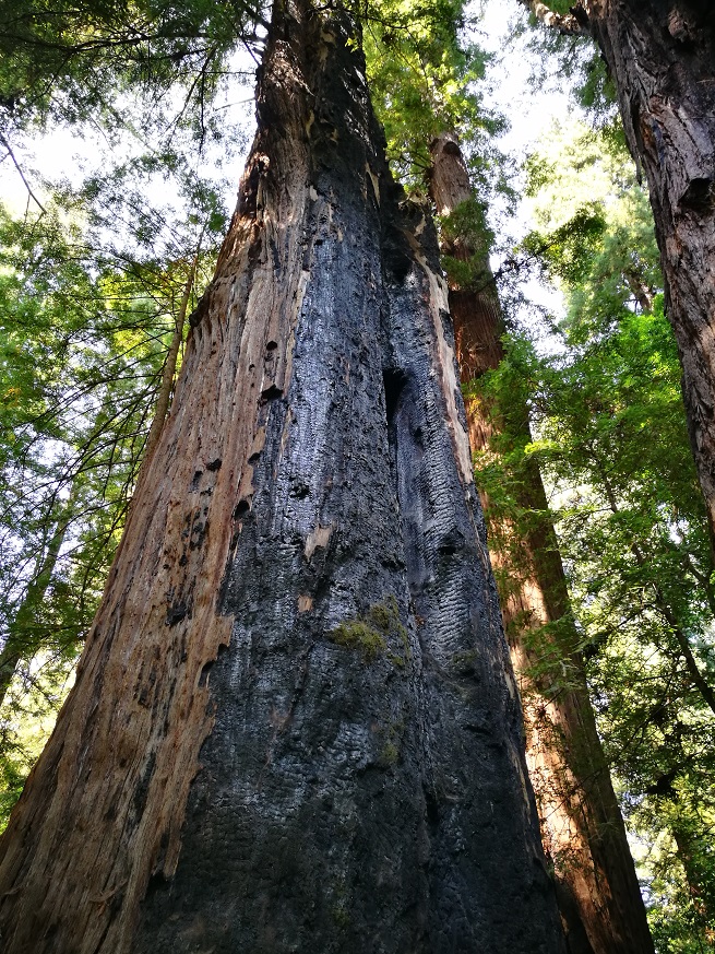 原始森林房车游记,红杉林房车自驾游