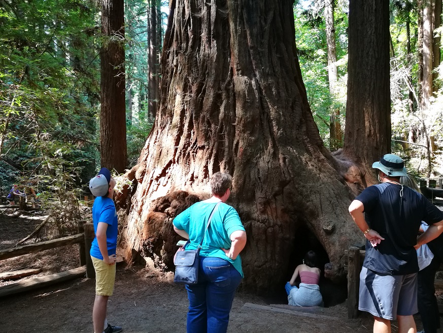 原始森林房车游记,红杉林房车自驾游