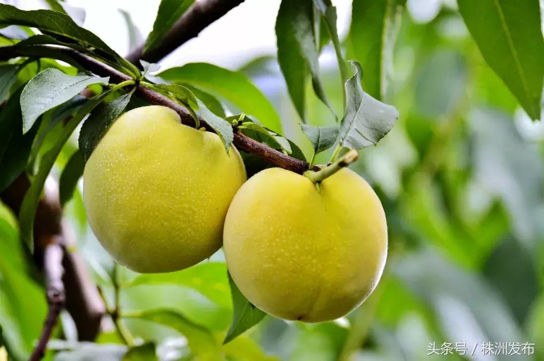 北汽绅宝x55现在还生产吗,绅宝x55最新款