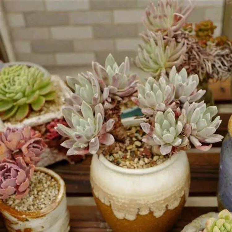 多肉爱杜丽丝仙女杯养护,多肉植物中的仙女杯