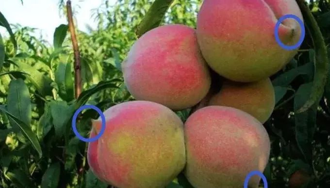 黄桃品种大全黄金黄桃,斑点脆油桃