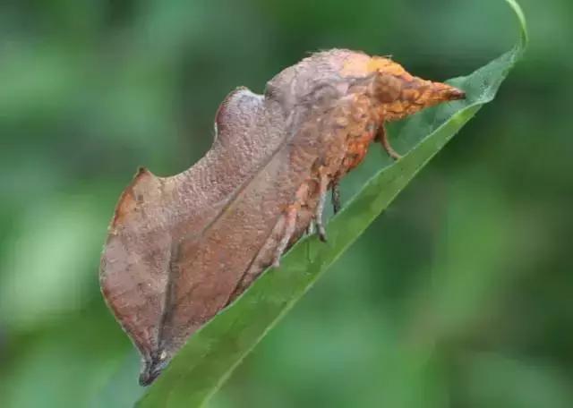 柑橘潜叶蛾吡虫啉,柑橘吸果夜蛾怎么防治