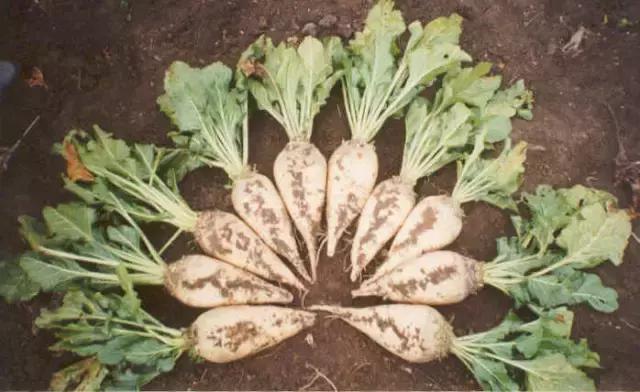 常见农作物种植常识,全国各省种植最广的农作物分布图