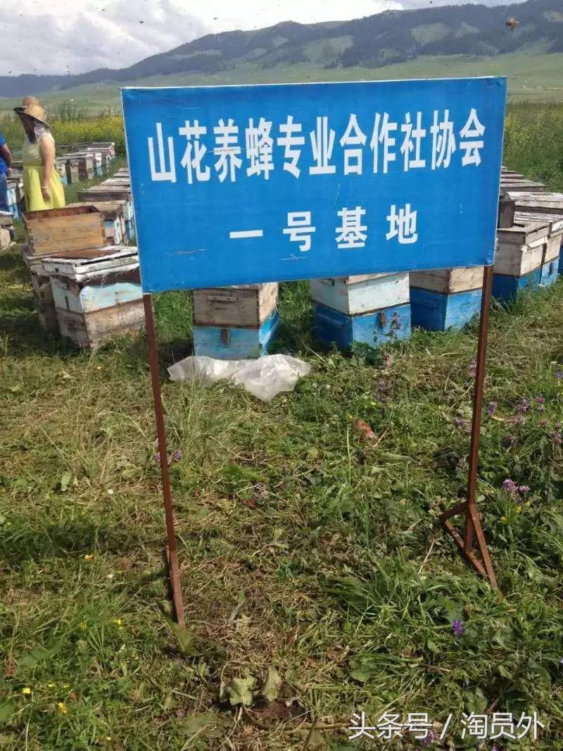 与我们此生的甜蜜如初:库什台野*党**参花蜂蜜