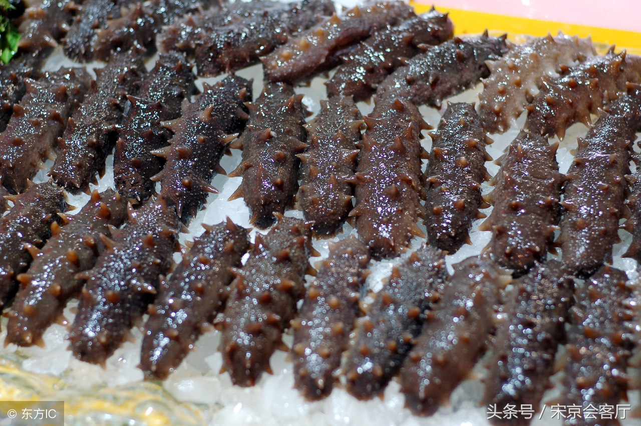 大连海参价格受影响了吗,大连海参死亡情况