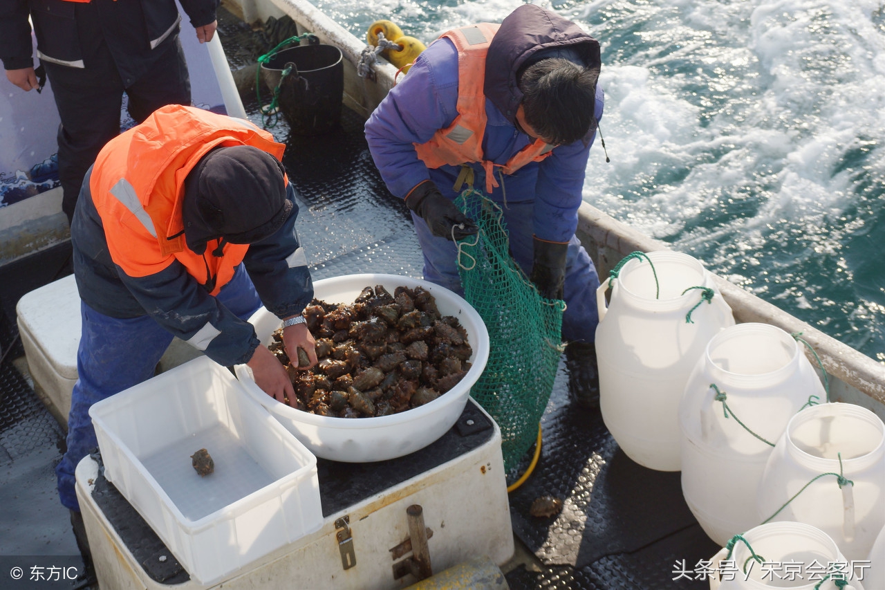 大连海参价格受影响了吗,大连海参死亡情况