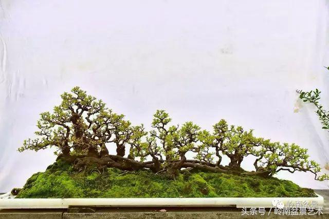 正宗雀梅王老桩盆景,苏州400多年雀梅王盆景