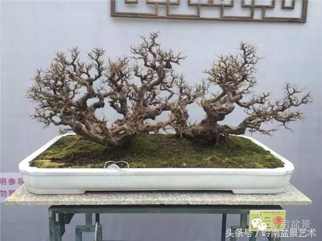 正宗雀梅王老桩盆景,苏州400多年雀梅王盆景