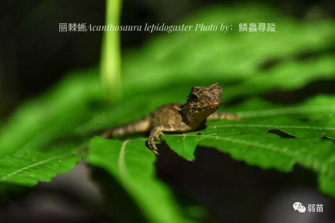 西双版纳四日博物之旅，都有哪些新发现