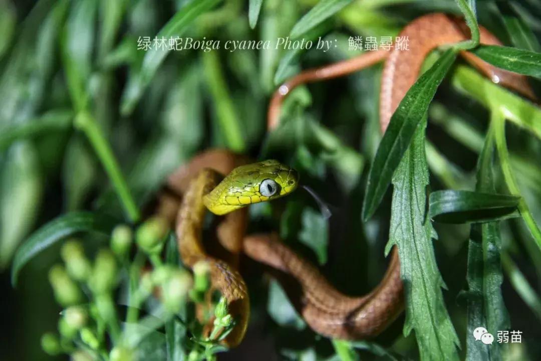 西双版纳四日博物之旅，都有哪些新发现