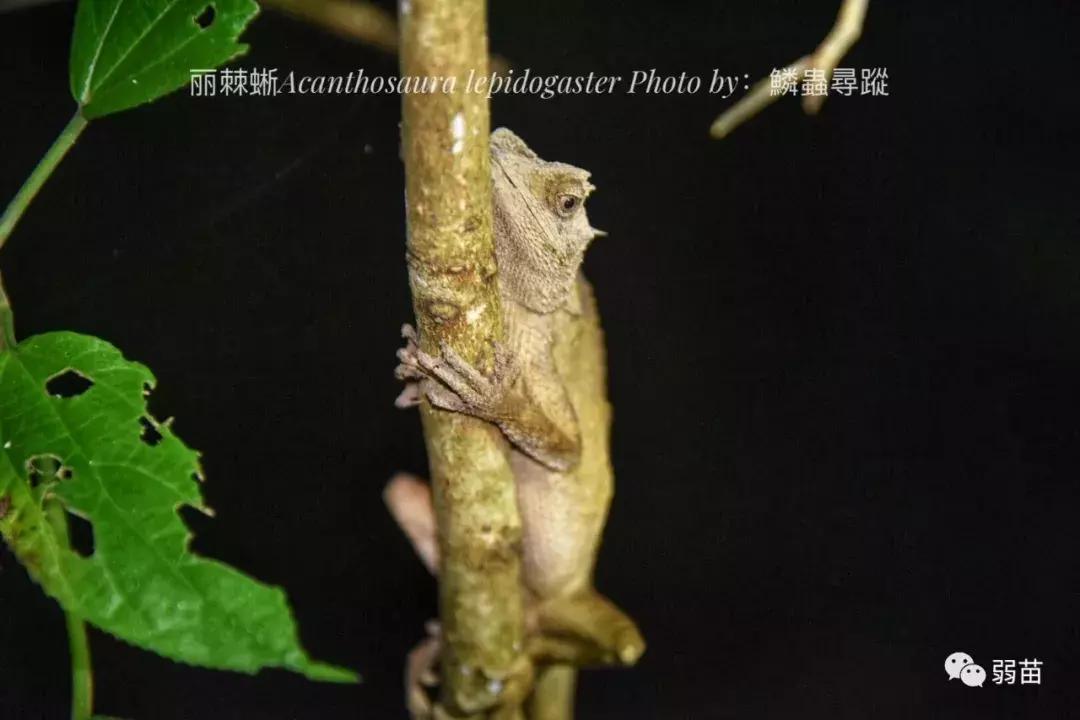 西双版纳四日博物之旅，都有哪些新发现