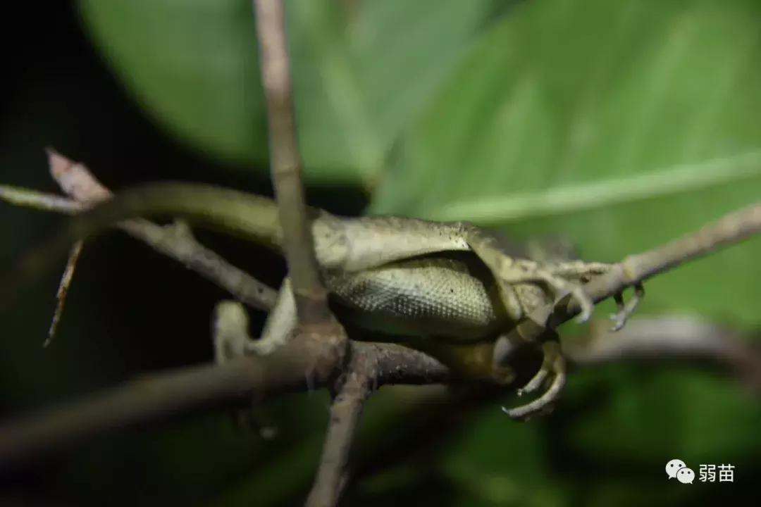 西双版纳四日博物之旅，都有哪些新发现