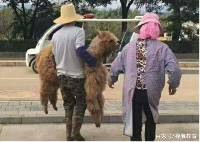 盘点各大高校宠物,这些呆萌可爱的萌宠你爱了吗