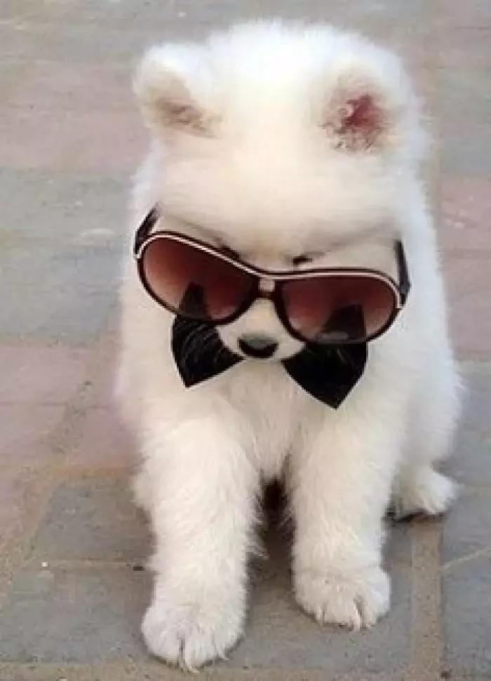 带狗狗出去遛弯需要准备什么,第一次带狗狗长途旅行