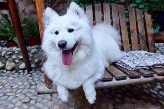 带狗狗出去遛弯需要准备什么,第一次带狗狗长途旅行