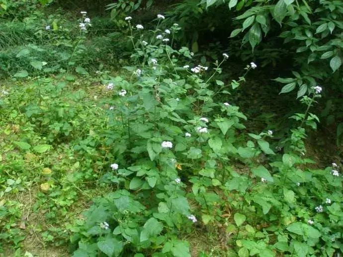 谁有林下种植艾草的经验,果园生草有秘诀