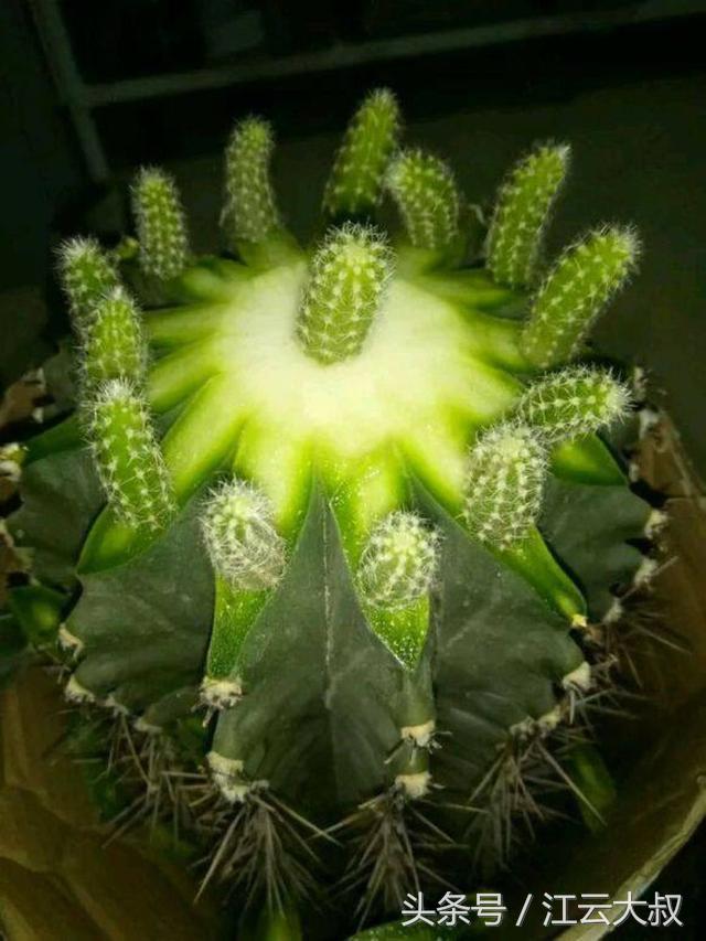 仙人球烂心切一半,仙人球拦腰削断后上半段能不能活