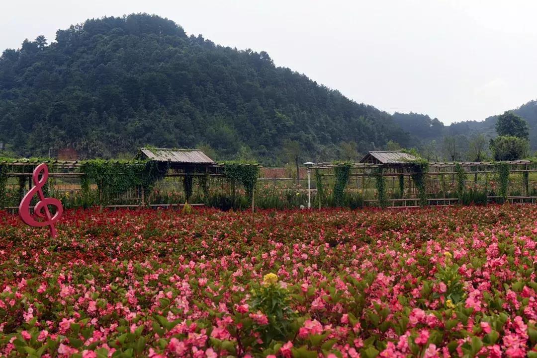 七夕将至，黄姚花海正值赏花期，相约一场简单爱！