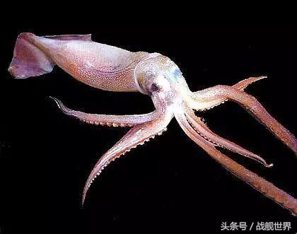 脑洞大开！“乌贼”“海豚”都齐活？看苏俄潜艇的“真名解放”！