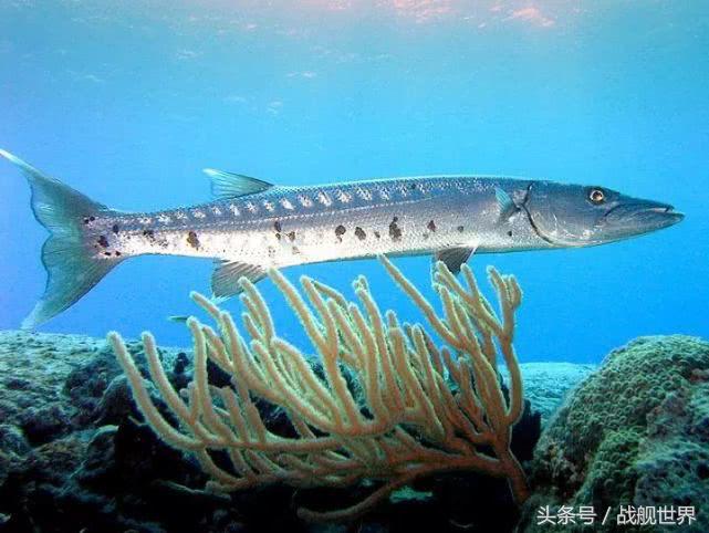 脑洞大开！“乌贼”“海豚”都齐活？看苏俄潜艇的“真名解放”！