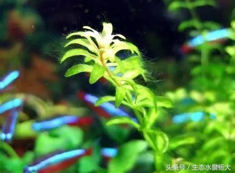 水草常见病,鱼缸水草常见病