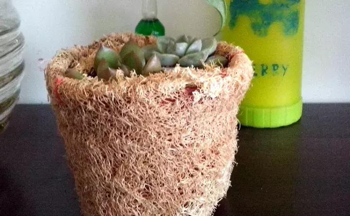 如何防止盆底烂根发生,十种不烂根的盆底垫