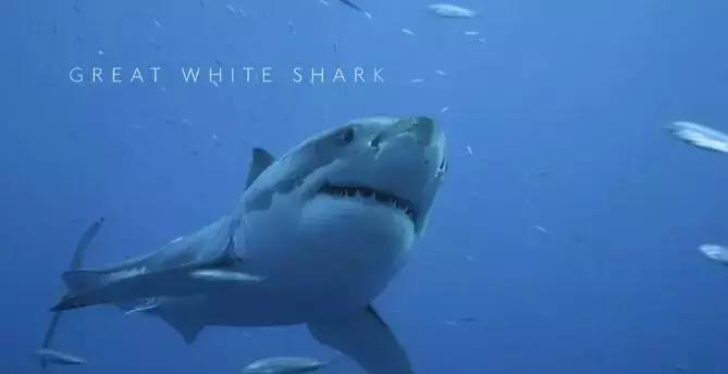 如果没有这部9.6，血腥猎奇的电影还要骗我们多久？