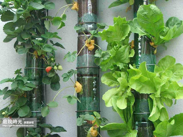 变废为宝自制栽培绿植器皿,塑料瓶创意绿植盆栽旧物利用