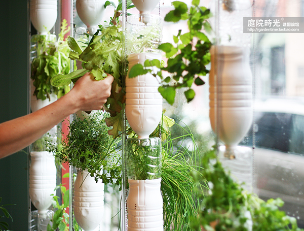 变废为宝自制栽培绿植器皿,塑料瓶创意绿植盆栽旧物利用